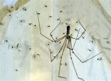家裡蜘蛛很多 脊椎有痣